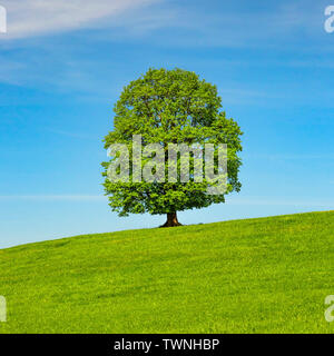 Lonely tree sur un pré vert au printemps Banque D'Images