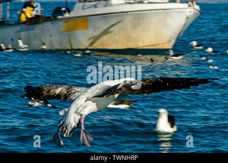 Un albatros arrive sur terre en face d'un bateau de pêche à Kaikoura, Nouvelle-Zélande Banque D'Images