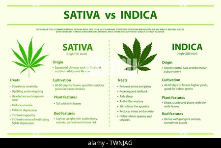 Vs Sativa Indica infographique horizontal illustration sur le cannabis comme produits de médecine alternative et de thérapie chimique, les soins médicaux et de vecteur. Illustration de Vecteur