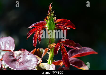 Les roses sont rouges Banque D'Images