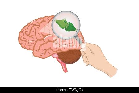 L'intérieur du système endocannabinoïde horizontal illustration infographique du cerveau sur le cannabis comme produits de la médecine alternative, de la santé et médicaux. Illustration de Vecteur