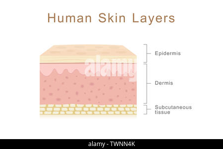 Les couches de peau humaine, de la santé et de l'illustration médicale à propos de la peau humaine Banque D'Images