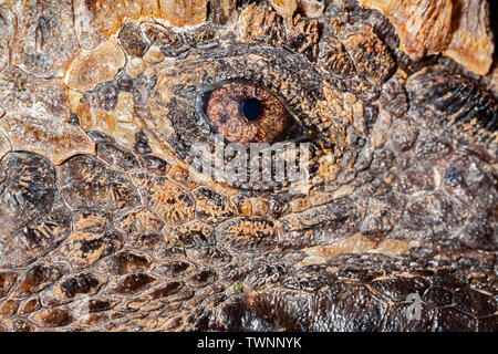 Un examen attentif de l'œil d'un iguane marin, Amblyrhynchus cristatus, tel qu'il était au soleil, îles Galapagos. Banque D'Images