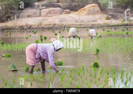 Les femmes travaillant dans les champs de riz sur une chaude journée d'été dans le sud de l'Inde. Banque D'Images