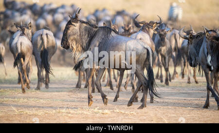 Troupeau d'widlebeest émerger des rives de la rivière Mara, au cours de la grande migration annuelle au Kenya. Banque D'Images