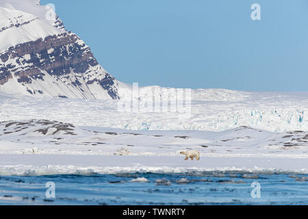 Promenades d'ours blancs sur fond de montagnes enneigées, le long du bord de la banquise dans Yoldiabukta, une baie de Nordfjorden, Svalbard, Norvège un arc Banque D'Images