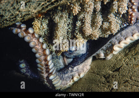 Cette femelle pulpe géante, Enteroctopus dolfleini, ou la pieuvre géante du Pacifique Nord, arrive à la fin de sa vie. Les oeufs qu'elle a été tendi Banque D'Images