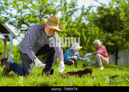 À l'aide d'équipements de jardinage. L'homme aux cheveux gris et de diligence à l'aide d'équipements de jardinage tout en travaillant dans le jardin Banque D'Images