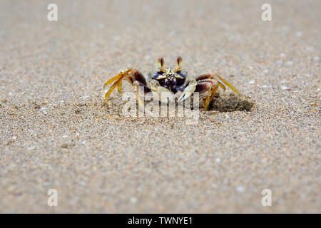 Le crabe fantôme blafard, Ocypode, palildula est l'une des deux espèces trouvés à Hawaii. Les autres espèces n'est que vu la nuit. Banque D'Images