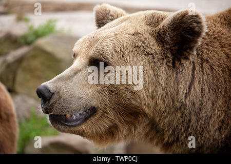 Big brown bear head closeup portrait vue latérale, sourire Banque D'Images