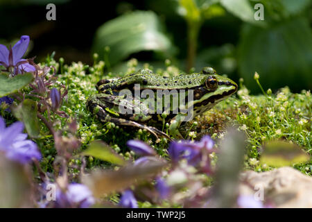 Grenouille verte (Pelophylax esculentus) avoir un bain de soleil sur un étang dans le Brandebourg, Allemagne Banque D'Images