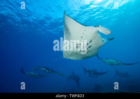 Reef manta, Manta alfredi, croisière sur les eaux peu profondes au large Ukumehame dans un train d'accouplement, Maui, Hawaii. L'individu au premier plan est un mâle. Banque D'Images