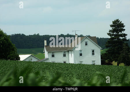 Grande ferme amish au milieu d'un champ de maïs. Le Comté de Lancaster, PA, USA. Banque D'Images