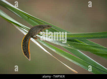 Triton crêté Triturus balkanique, ivanbureschi, ressort dans les montagnes des Balkans de l'Ouest. Banque D'Images