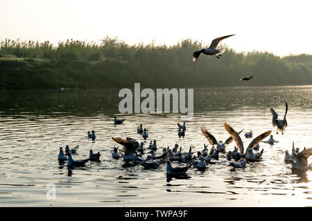 Mouettes sur une rivière Yamuna à ghat à Delhi tôt le matin le lever du soleil Banque D'Images