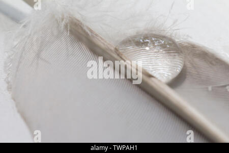 Plume et Goutte d'eau .macro photographie de gouttes d'eau sur une plume d'oiseau. Banque D'Images