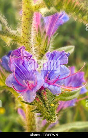 La vipère (Vipérine commune Echium vulgare). Wild flowering plant. Banque D'Images