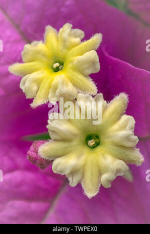 Bougainvillea Bougainvillea glabra moindre (cv. sanderiana) clouse dans le jardin. Banque D'Images