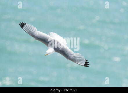 Battant Mouette tridactyle (Rissa tridactyka) Banque D'Images