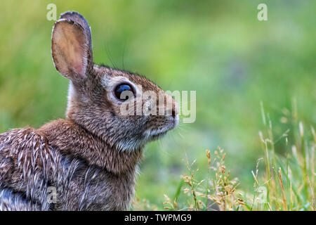 Adorable Lapin (Sylvilagus floridanus) Lapin le long du sentier herbeux dans la rosée du matin Banque D'Images