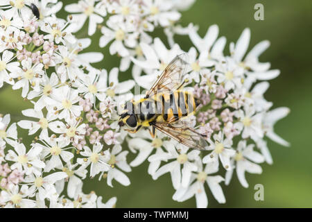 Hoverfly - Myathropa florea Banque D'Images