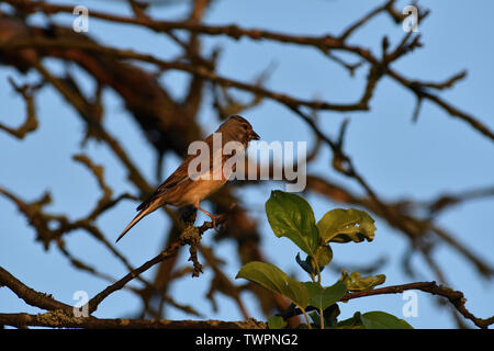 Chardonneret est assis sur une branche cachée on tree Banque D'Images
