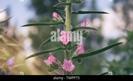 Vipérine commune pourpre. Echium plantagineum. Vipérine commune la vipère. Plante mellifère. Le Kazakhstan. Banque D'Images