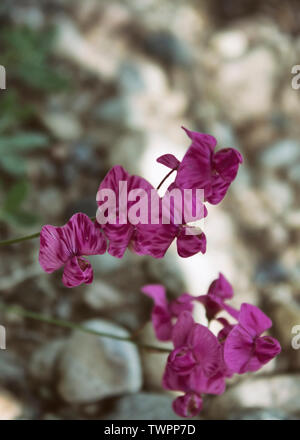 Ou Snapdragon Antirrhinum majus. Muflier en fleur. Des fleurs de jardin. Focus sélectif. Banque D'Images