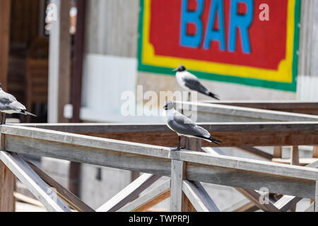 Saint Vincent et les Grenadines,mouettes assis sur la rambarde, Mustique Banque D'Images