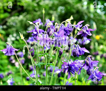 Aquilegia violet dans jardin de printemps. Fleurs bleu de aquilegia en fond naturel. Banque D'Images