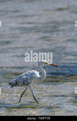 Un Western Reef Heron en eaux troubles de la mer d'Oman Banque D'Images