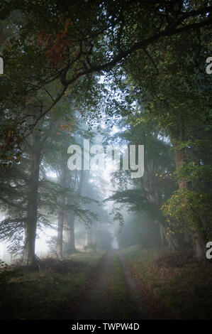 La voie à travers les arbres misty - Strathpeffer, Ross-shire, en Écosse. Banque D'Images