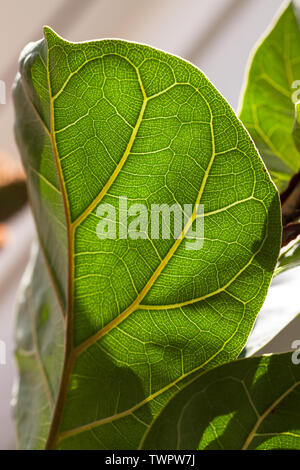 La lumière du soleil qui brillait à travers un Ficus lyrata leaf, montrant le réseau de veines. Banque D'Images