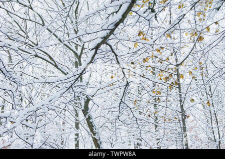 Branches couvertes de neige en hiver - Écosse, Royaume-Uni Banque D'Images