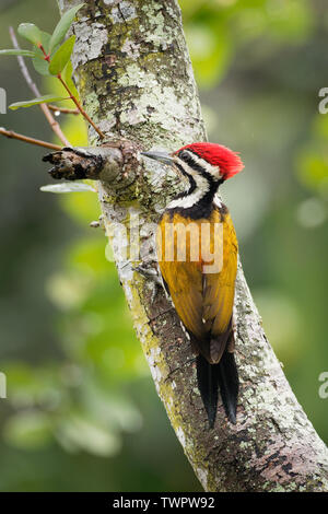 Common Flameback Dinopium javanense - - ou Goldenback est un oiseau de la famille des Picidae, trouvés au Bangladesh, Brunei, Cambodge, Chine, Inde, Indonésie, Banque D'Images