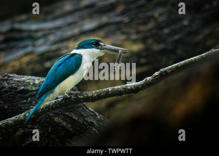 Kingfisher Todiramphus chloris à collier - moyennes sous-famille Halcyoninae kingfisher, l'arbre des martins-pêcheurs, également connu sous le nom de kingfi blanc Banque D'Images