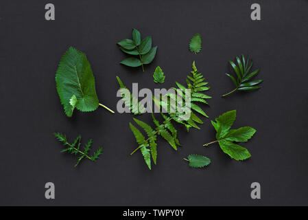 Mise en page créative de feuilles vertes, plantes sauvages exotiques sur noir, vue du dessus, copiez l'espace. L'été, le printemps ou l'écologie concept. Banque D'Images