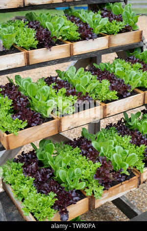 Salades organiques dans des caisses en bois à vendre à Daylesford Organic farm shop festival d'été. Daylesford, Cotswolds, Gloucestershire, Angleterre Banque D'Images