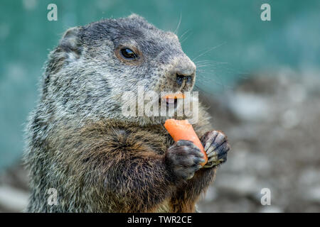 Funny jeune marmotte (Marmota monax) est titulaire d'une carotte avec les deux mains et la carotte dans la bouche Banque D'Images