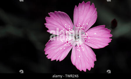 Fleur rose foncé sur fond de pluie, presque isolé. Banque D'Images