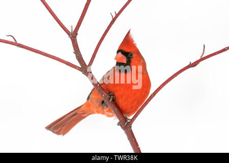 Le cardinal rouge mâle (Cardinalis cardinalis), hiver, E Amérique du Nord, par Dominique Braud/Dembinsky Assoc Photo Banque D'Images