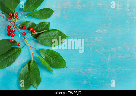 Cherry branch avec fruits mûrs sur fond bleu. Copier l'espace. Banque D'Images