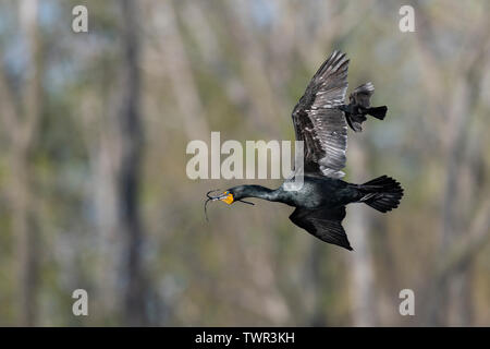 Double-crested cormorant portant des bâtons pour nid (Phalacrocorax auritus), oiseau noir volant le long, printemps, Upper Midwest des États-Unis et peut Banque D'Images