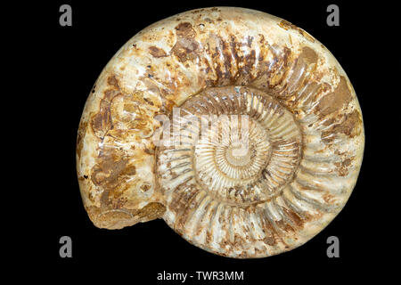 Ammonite. Origine : Maroc. Avec la permission de zrs fossiles, par Dominique Braud/Dembinsky Assoc Photo Banque D'Images