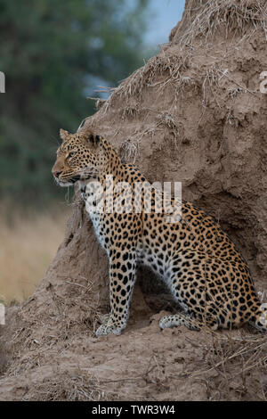 L'Afrique, la Zambie, le parc national de South Luangwa. African leopard (Panthera pardus) : sauvages sur termitière. Banque D'Images