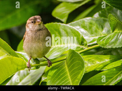 Moineau domestique, jeune, enfant, jeune, petit oiseau, de la Bird, jardin, jardin, oiseaux, printemps Banque D'Images