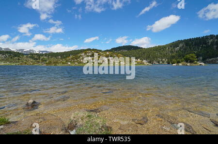 France mountain lac avec îlot et les bovins vaches, Pyrénées-Orientales, Estany de la Pradella, parc naturel des Pyrénées Catalanes Banque D'Images