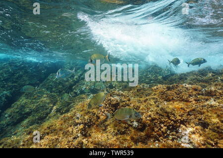 Poisson Dorade royale avec des vagues se brisant sur rock sous l'eau à la mer Méditerranée, Côte d'Azur, France Banque D'Images