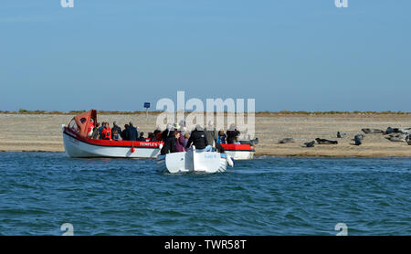 Excursion en bateau pour voir les phoques à Blakeney Point Nature Reserve, Norfolk, UK Banque D'Images