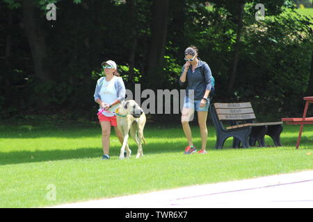 Deux femmes marchant un grand danois sur un après-midi ensoleillé dans un parc du sud-est du Wisconsin. Banque D'Images